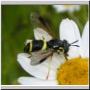 Chrysotoxum bicinctum - Zweiband-Wespenschwebfliege w02.jpg